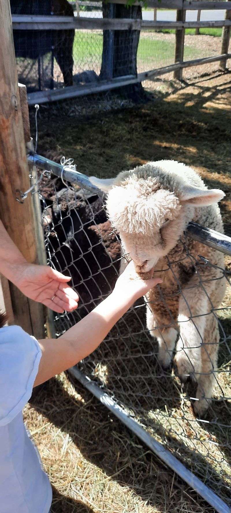 Buffalo Bend Animal Sanctuary