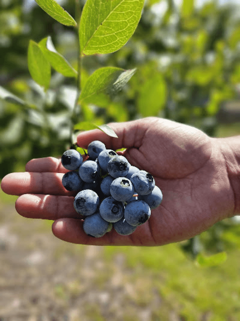 Follow the Rows to the Sweetest Blueberries