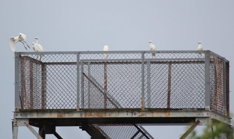 Taylors Gut Observation Tower - Woodland Beach Wildlife Area