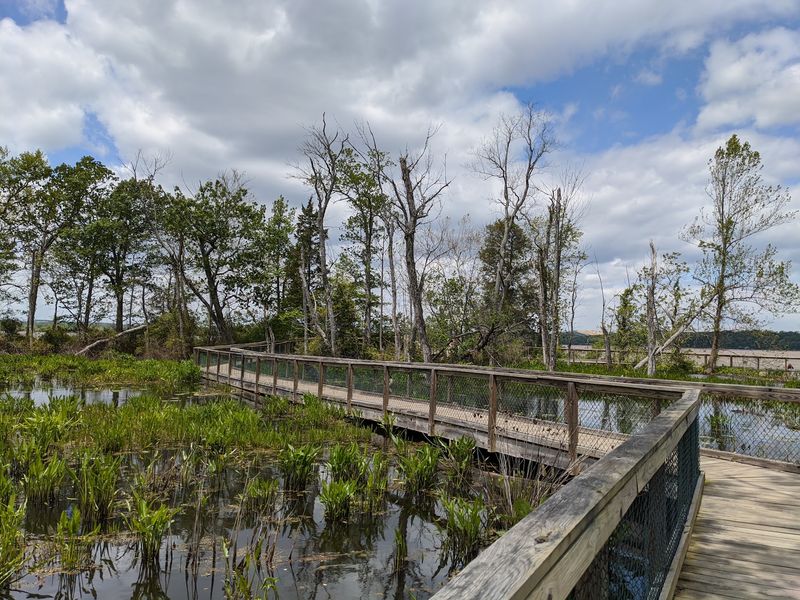 Marsh Boardwalk Moments That Feel Hidden Away