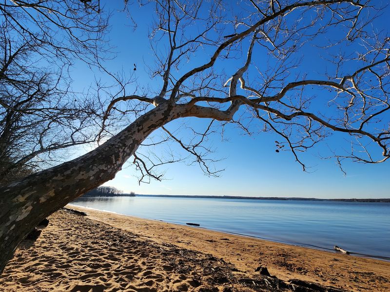 Bald Eagle Watching Over Belmont Bay