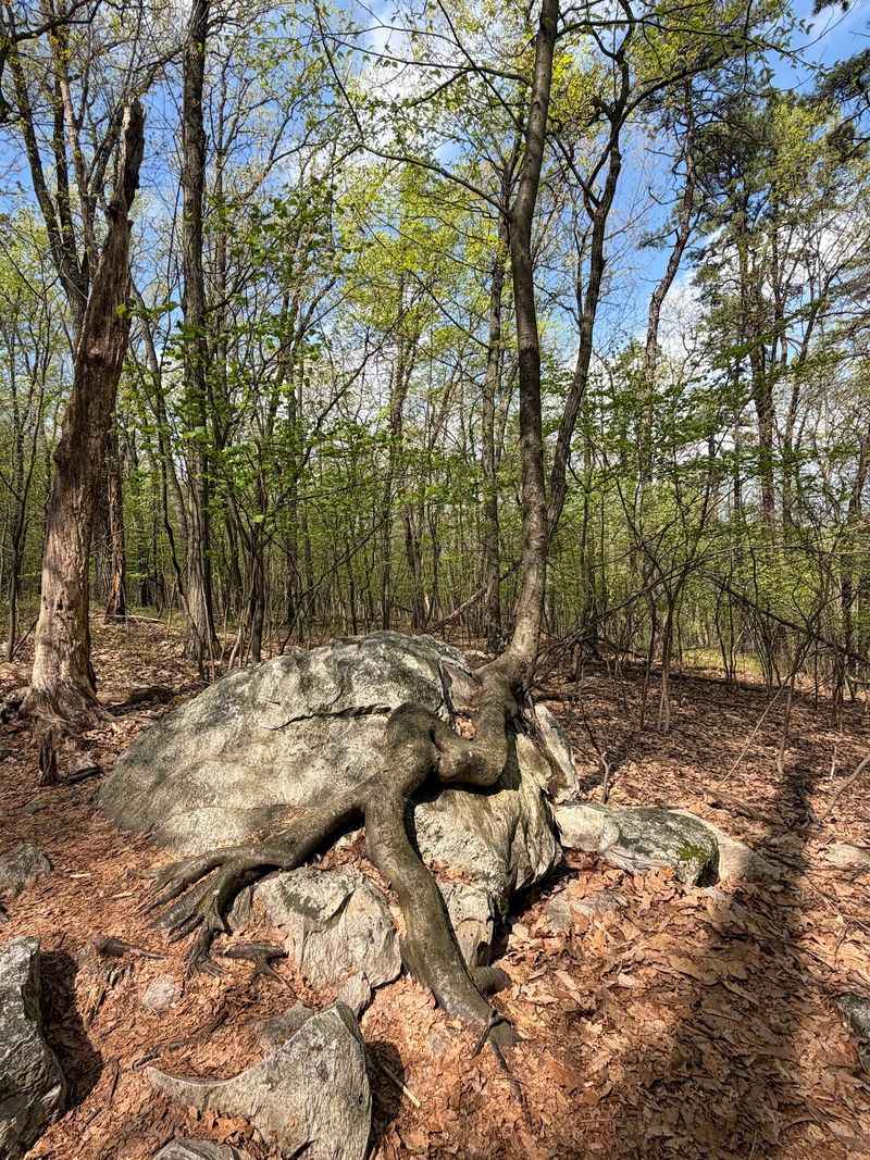 White Rocks Trail