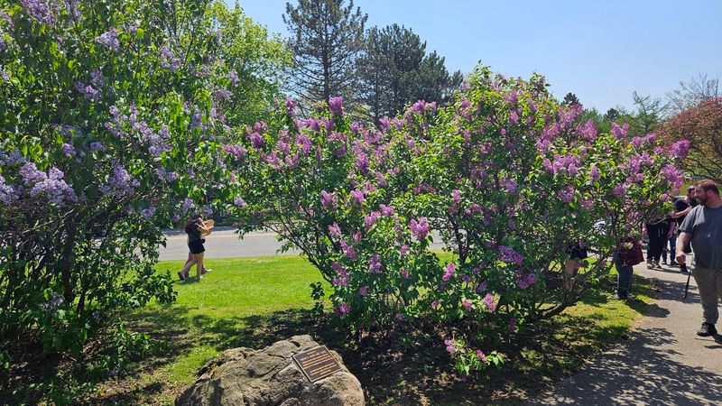 The Lilac Collection at Highland Park - Rochester