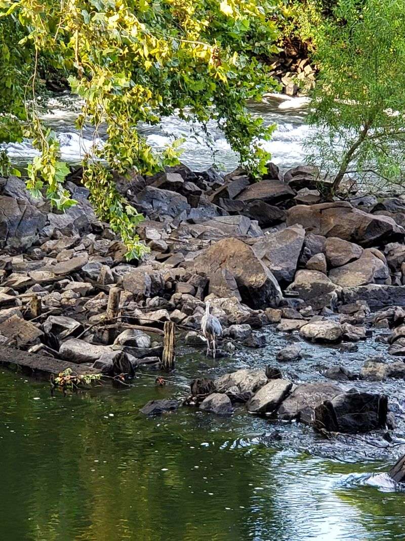 Wildlife Watching in a Natural Riverside Habitat