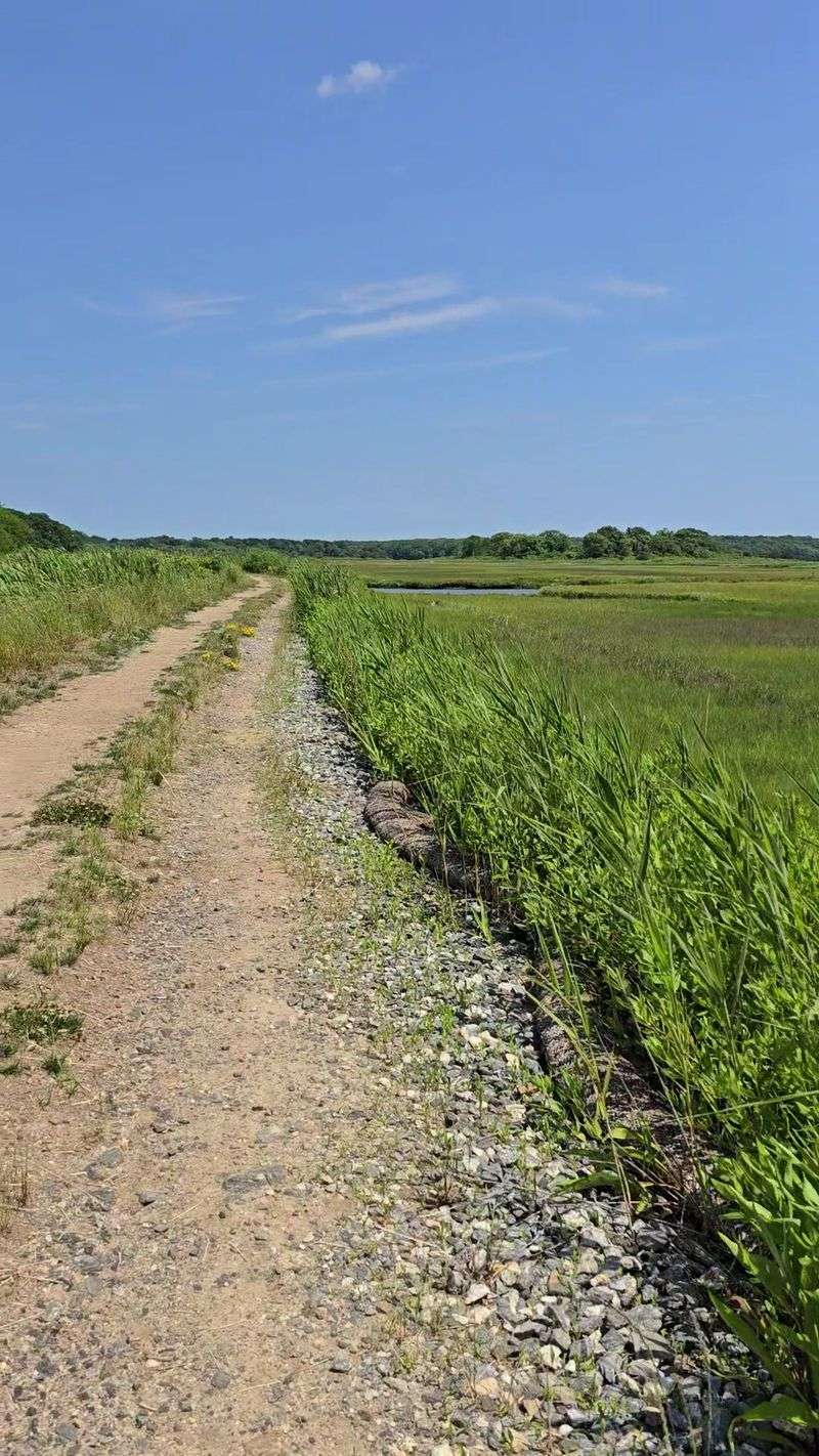 Salt Air and Shorebirds at Barn Island