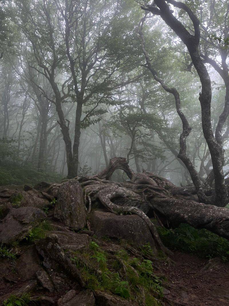 Mountain Air and Blooming Views - Blue Ridge Parkway Craggy Gardens in Asheville, Buncombe County