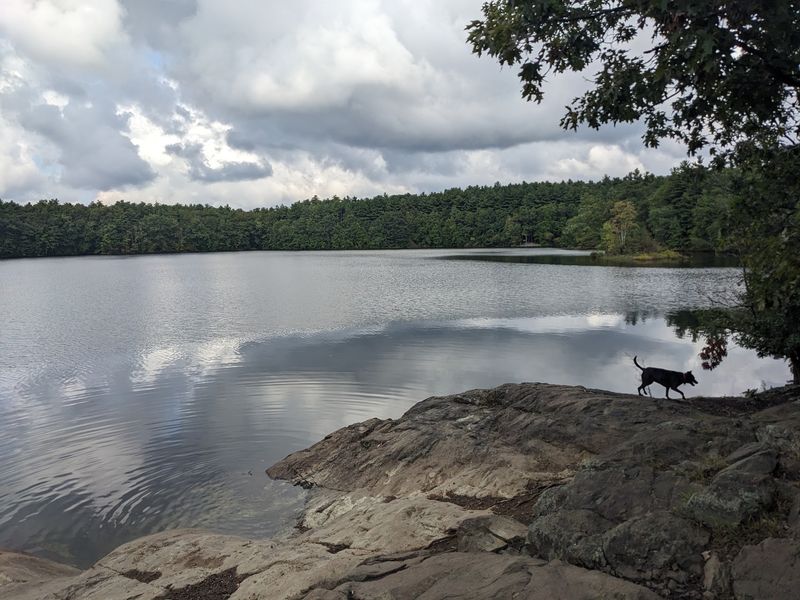 Dogs Love the Fells, and Owners Should Plan Ahead
