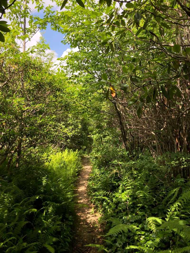 Graveyard Fields Loop, Canton, Haywood County