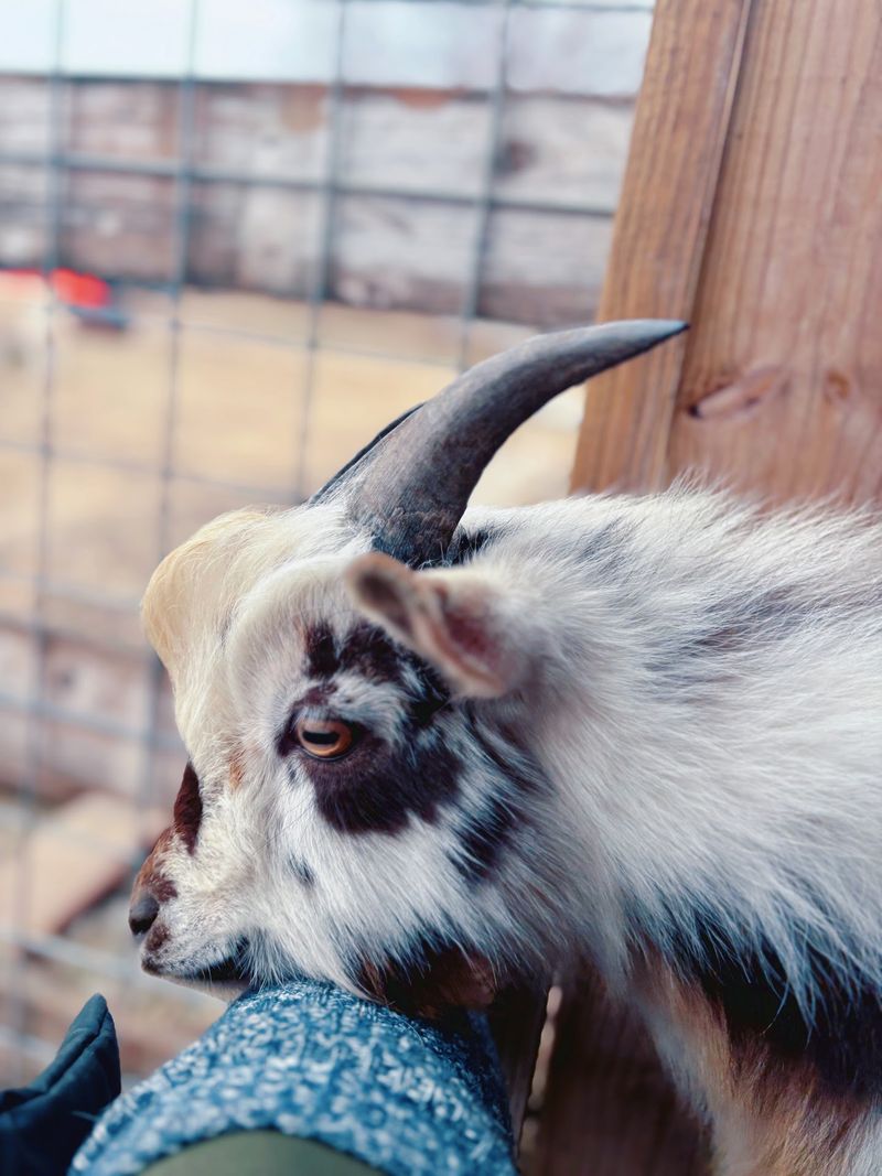 Windy Goat Acres – Chelsea