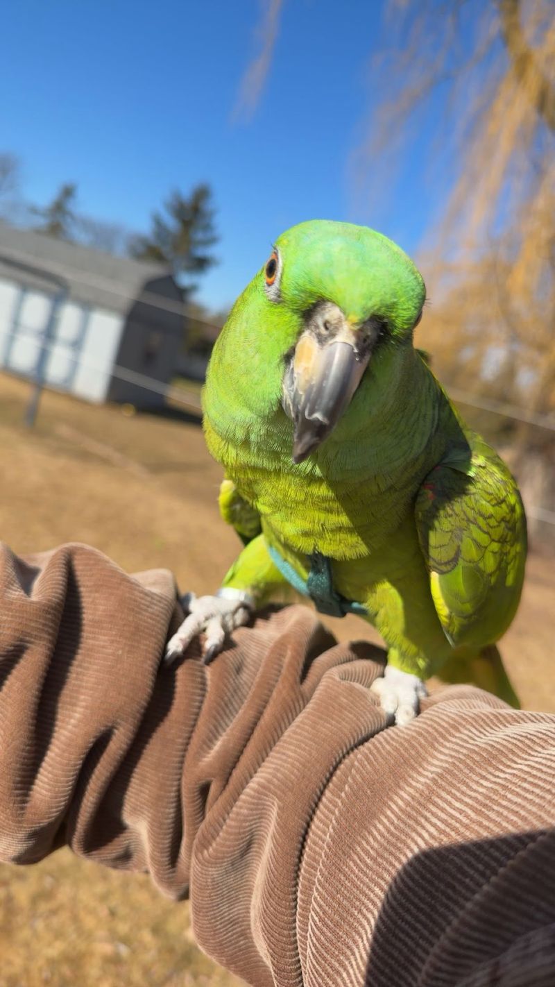 RoseBerry Bird Rescue