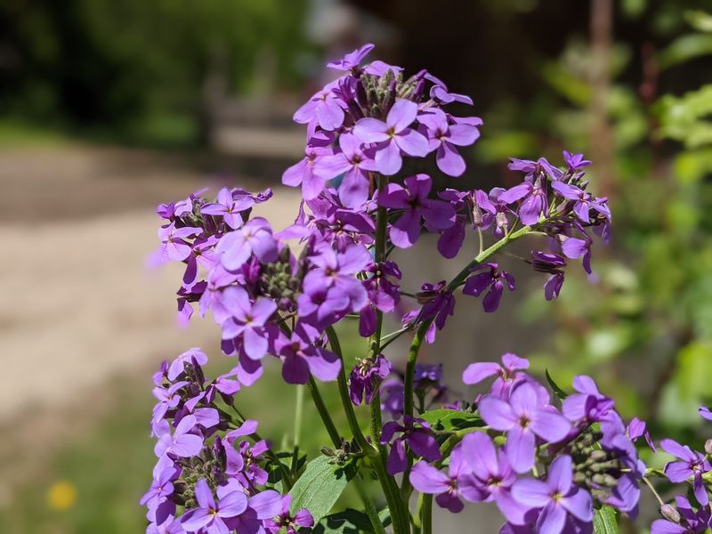 Rowley Creek Lavender Farm, Sauk City, Sauk County