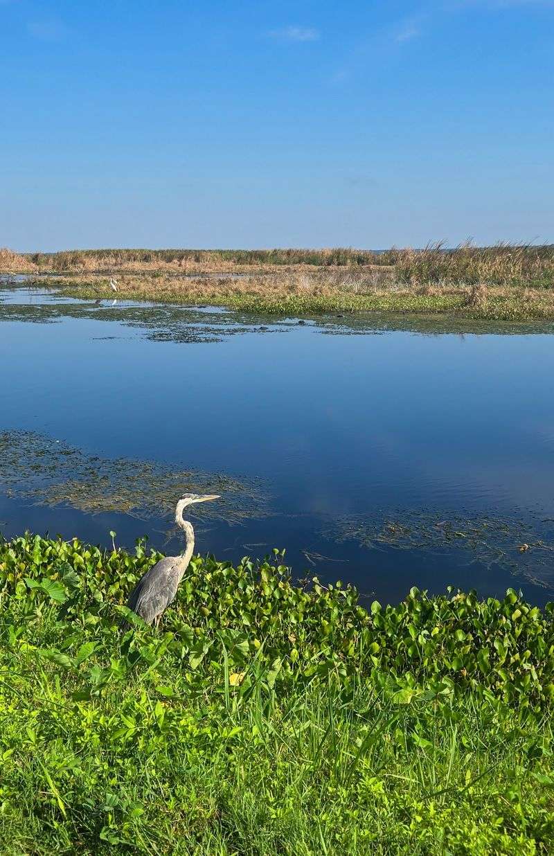 Lake Apopka Wildlife Drive - Apopka