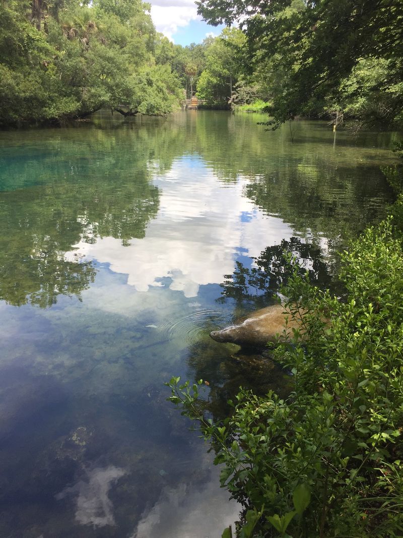 Homosassa River - Homosassa