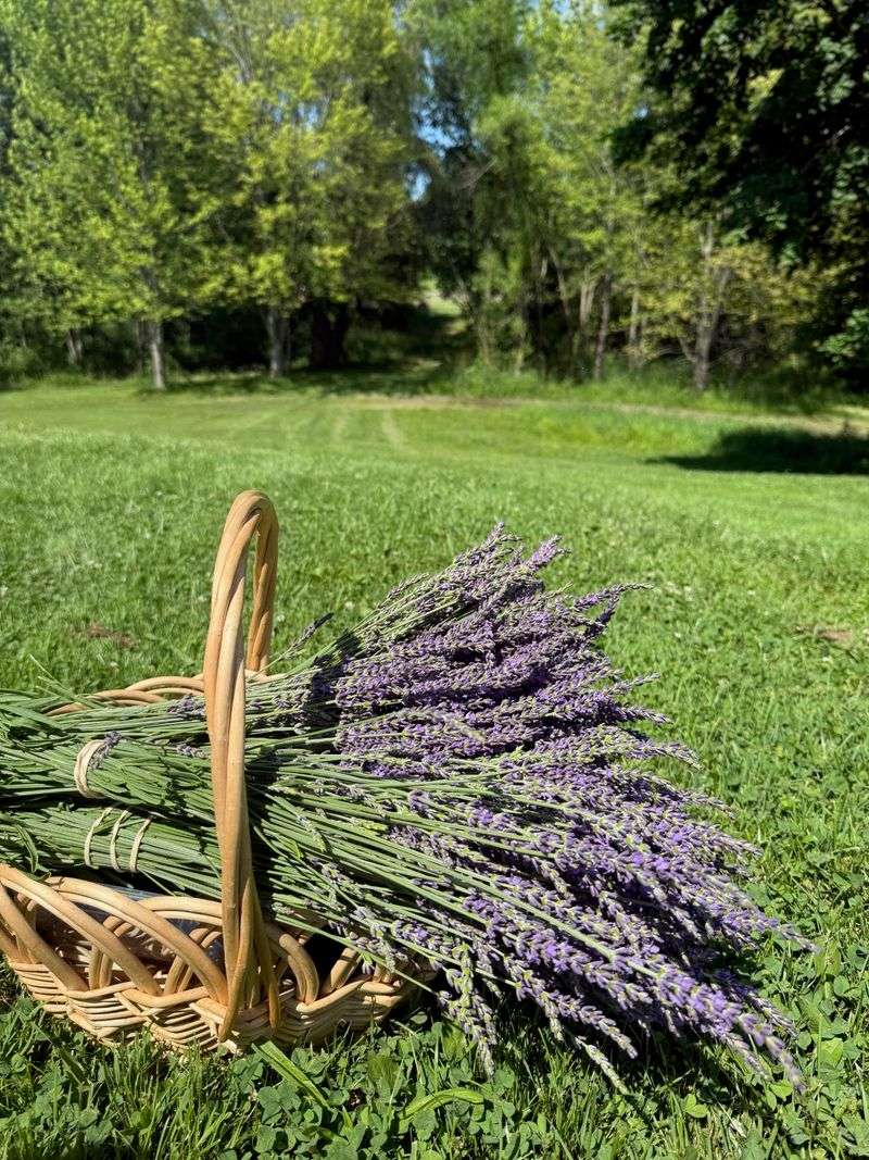 Blooming Fields Farm, Middletown, New Castle County