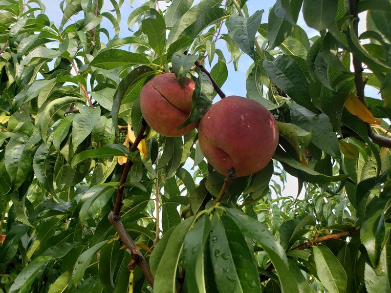 Peach Season Brings Golden Fruit And Sticky Fingers