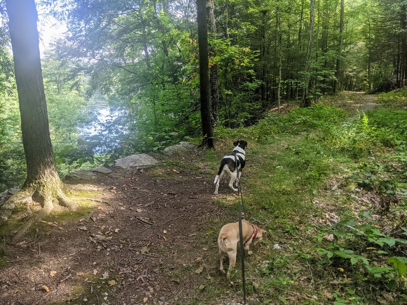 Where Wildlife Steals the Show - White Memorial - Beaver Pond Trail