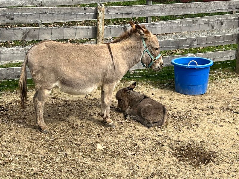 Tiny Farm Friends Steal the Show