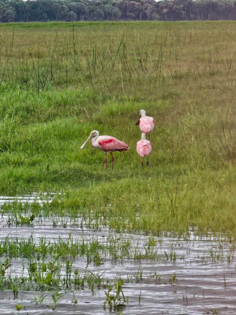 William Beardall Tosohatchee Wildlife Management Area