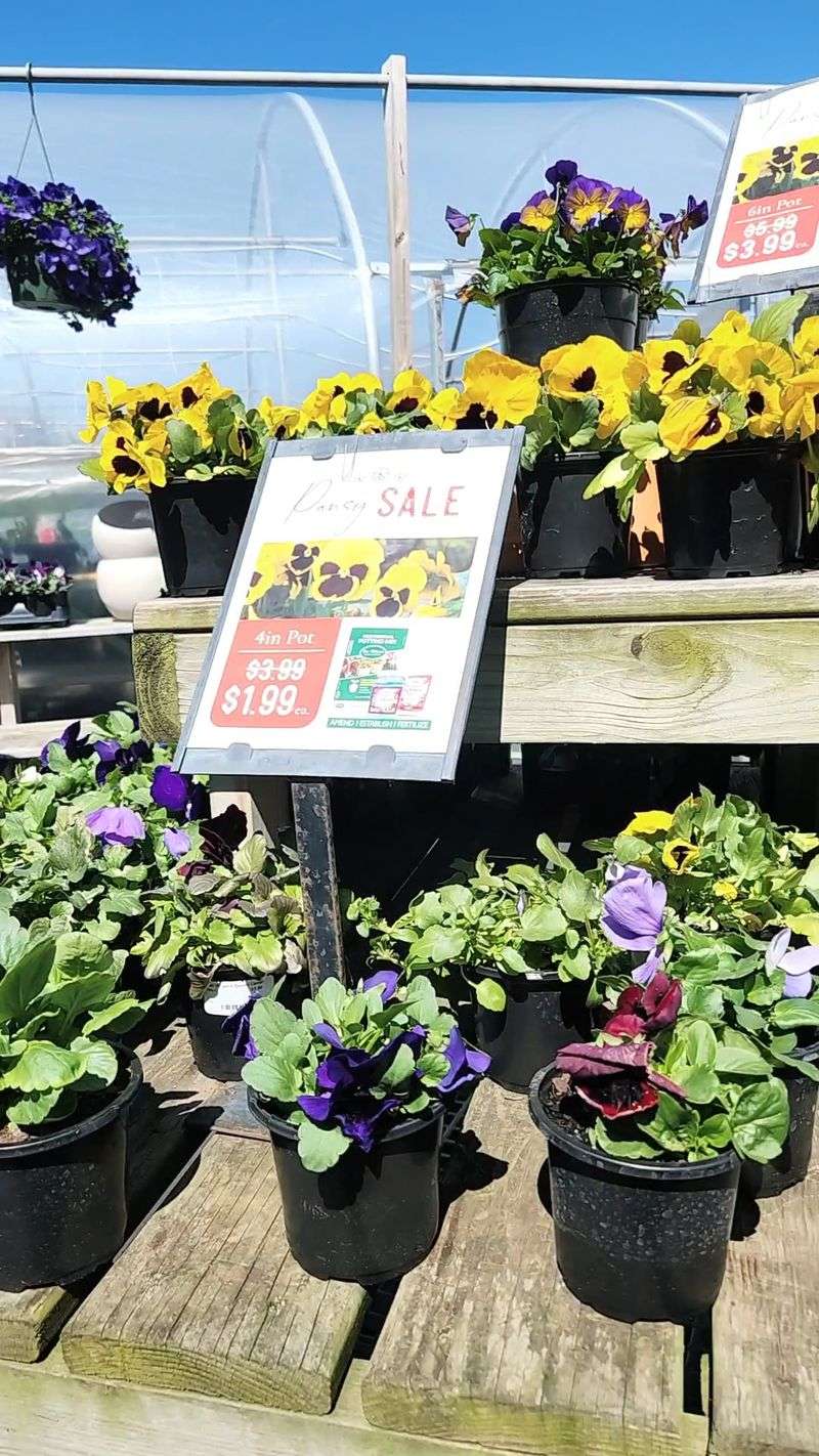 Plan Around Pumpkins, Flowers, And Seasons
