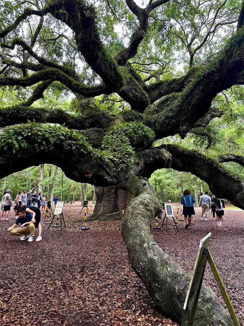Angel Oak Tree, Johns Island, Charleston County