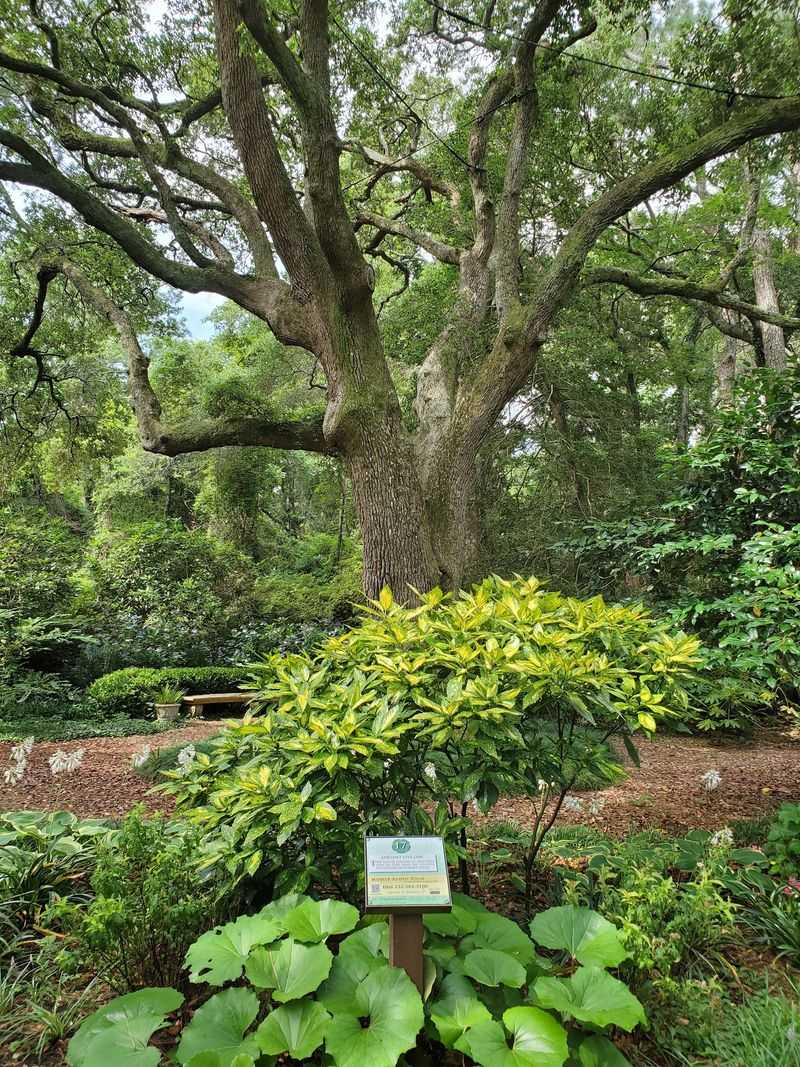 The Ancient Live Oak With Serious Main Character Energy