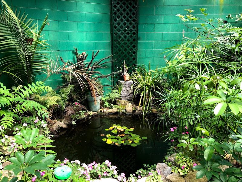 A Tropical Garden Hidden In Westford