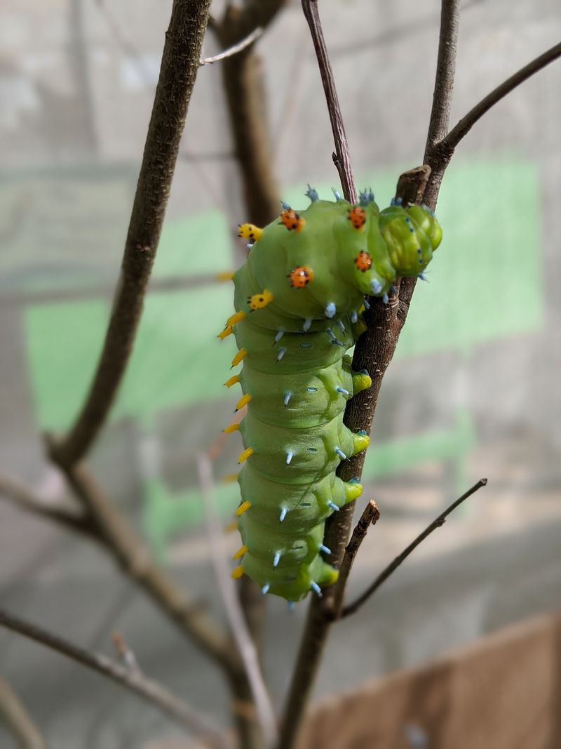 The Caterpillar Nursery Makes Science Feel Alive