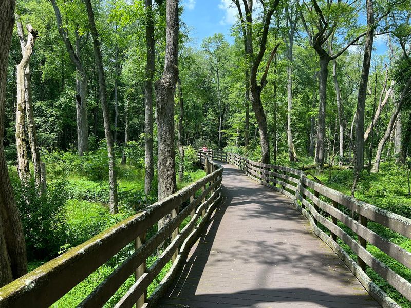 Trap Pond State Park - Laurel