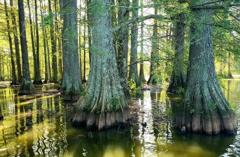 Trap Pond State Park - Laurel