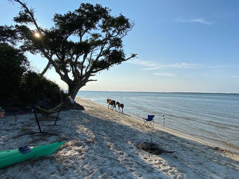 Shackleford Banks - Cape Lookout National Seashore