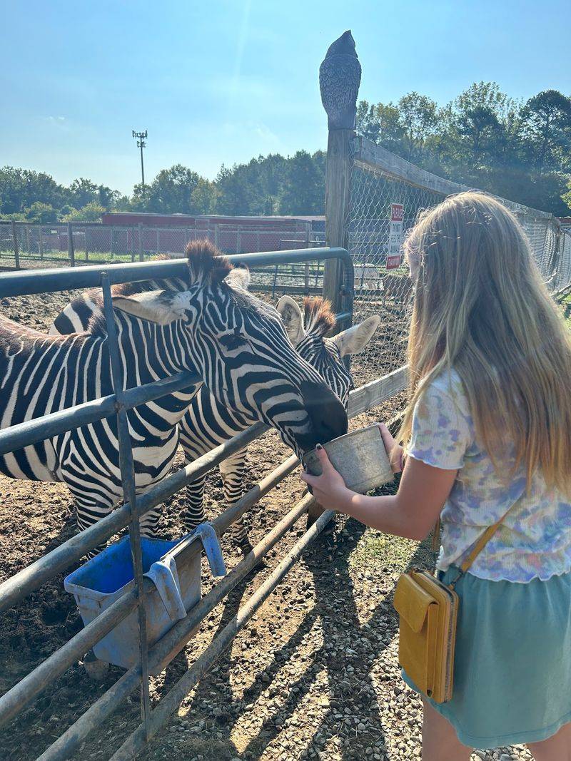 Zebras, Camels and Kangaroos Get Up Close