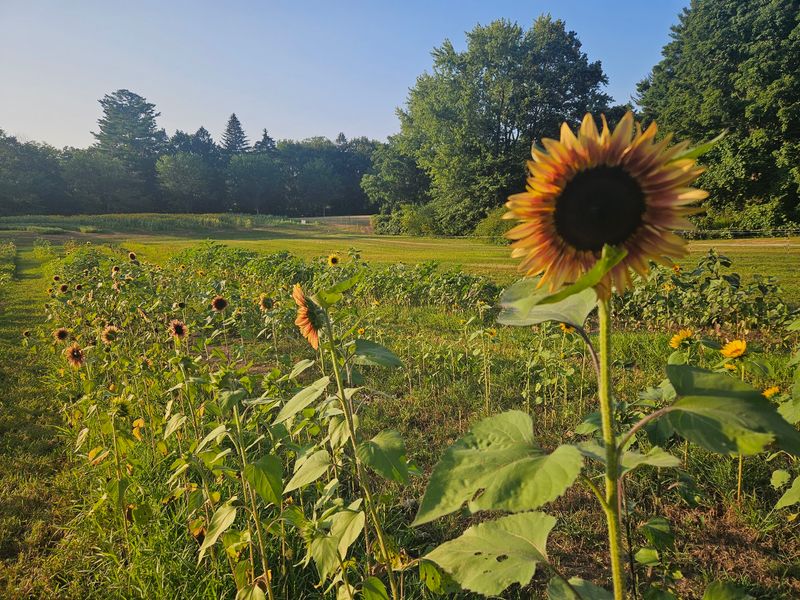 Elm Bank Horticultural Center - Wellesley, Norfolk County