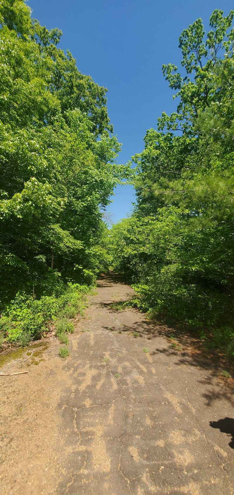 Explore Miles of Forest Hiking Trails