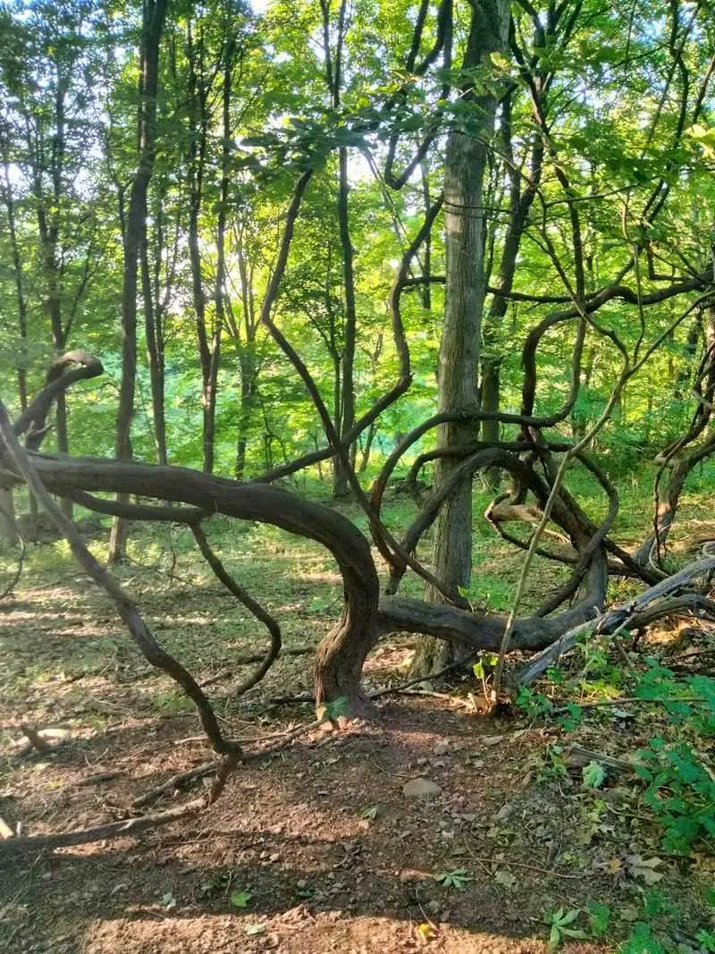 Rattlesnake Mountain, Farmington, Tolland County