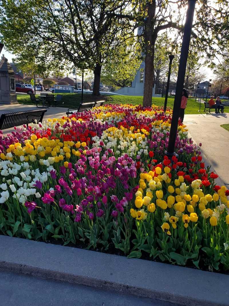 Follow the Tulips Through Town