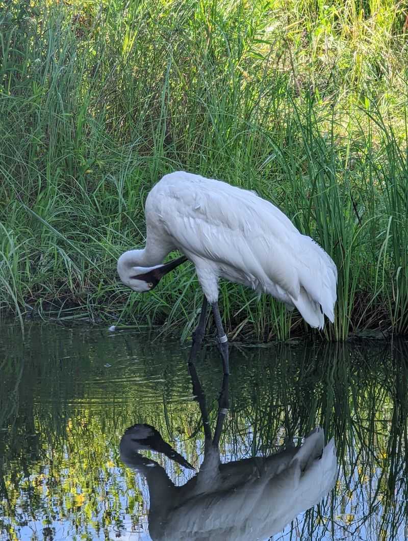 International Crane Foundation
