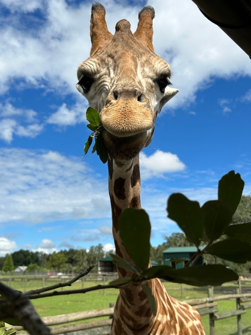 Giraffe Ranch - Dade City
