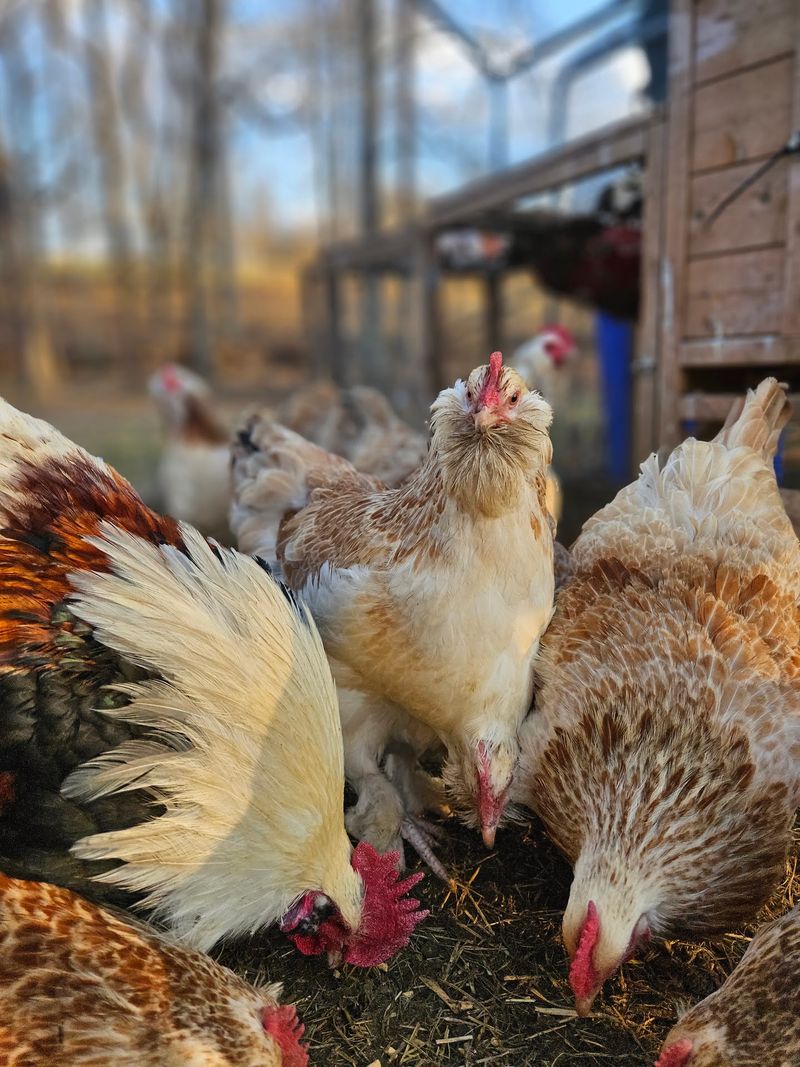 Peach Creek Farm, Cowpens, Spartanburg County