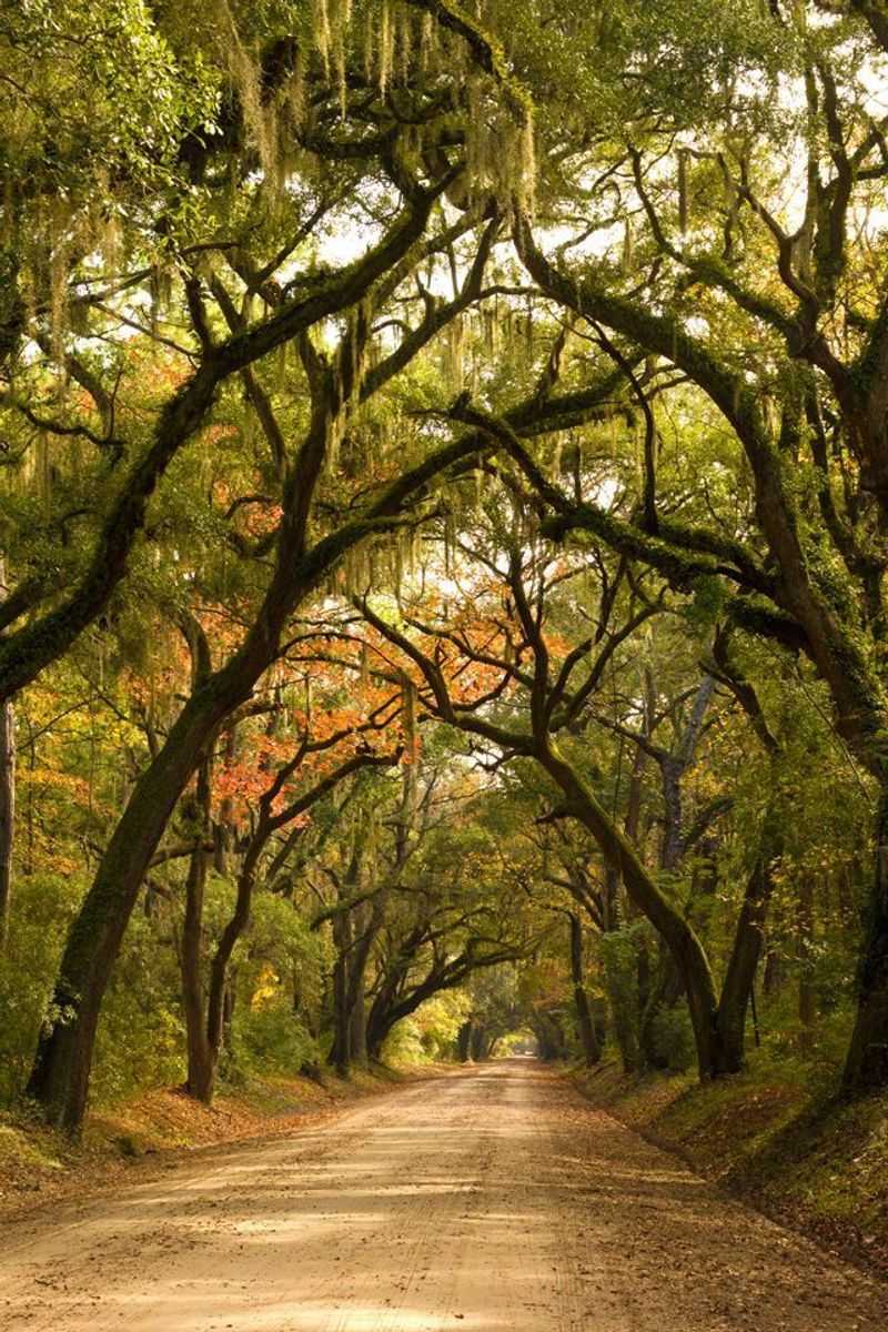 Edisto Beach State Park, Edisto Island, Colleton County