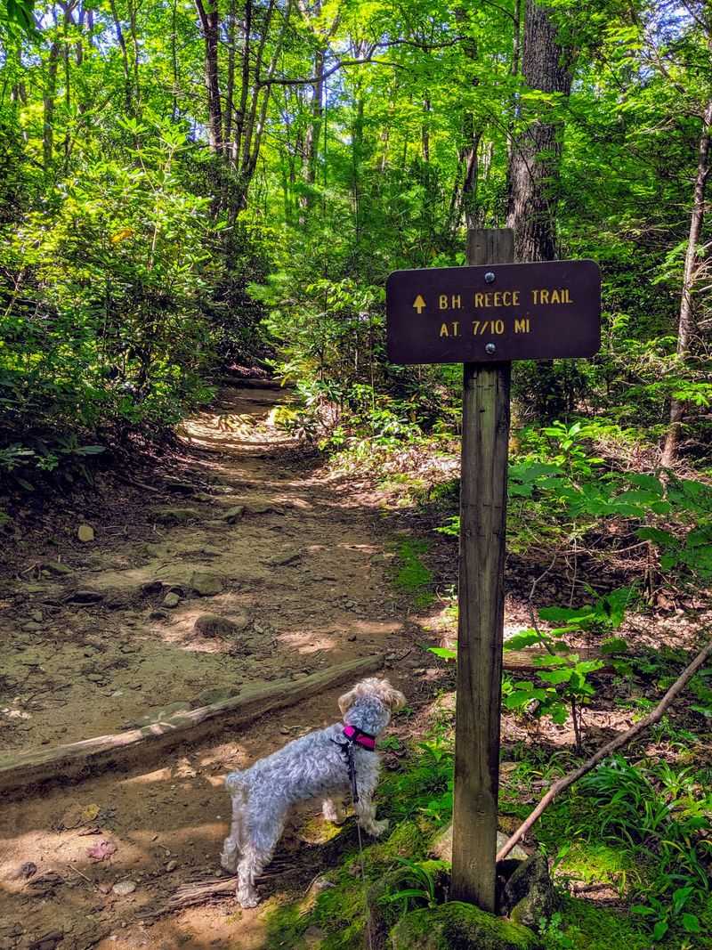 Byron Reece Trail to Blood Mountain - Blairsville