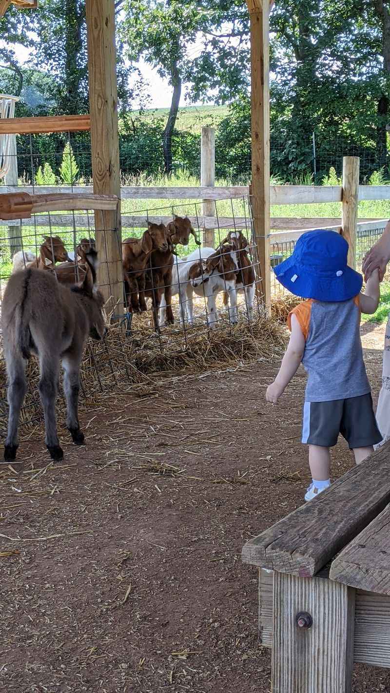 Green Horse Farm Animal Park & Petting Zoo