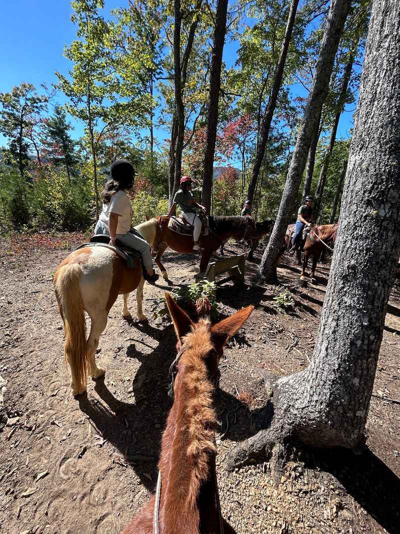 Follow Trails Beneath a Shaded Forest Canopy