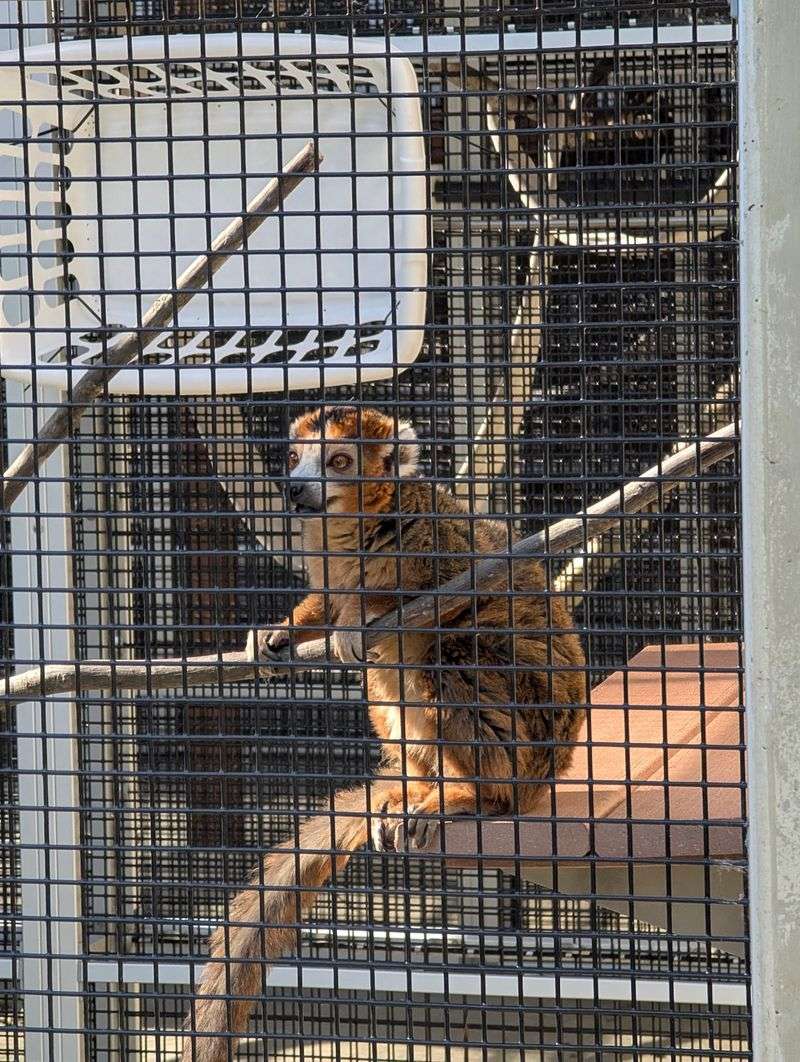 Why the Lemur Center Matters for Conservation