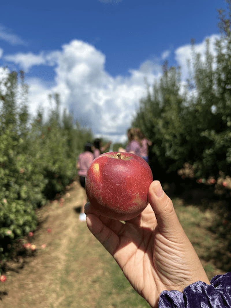Fruit Picking With a Tractor Ride Twist