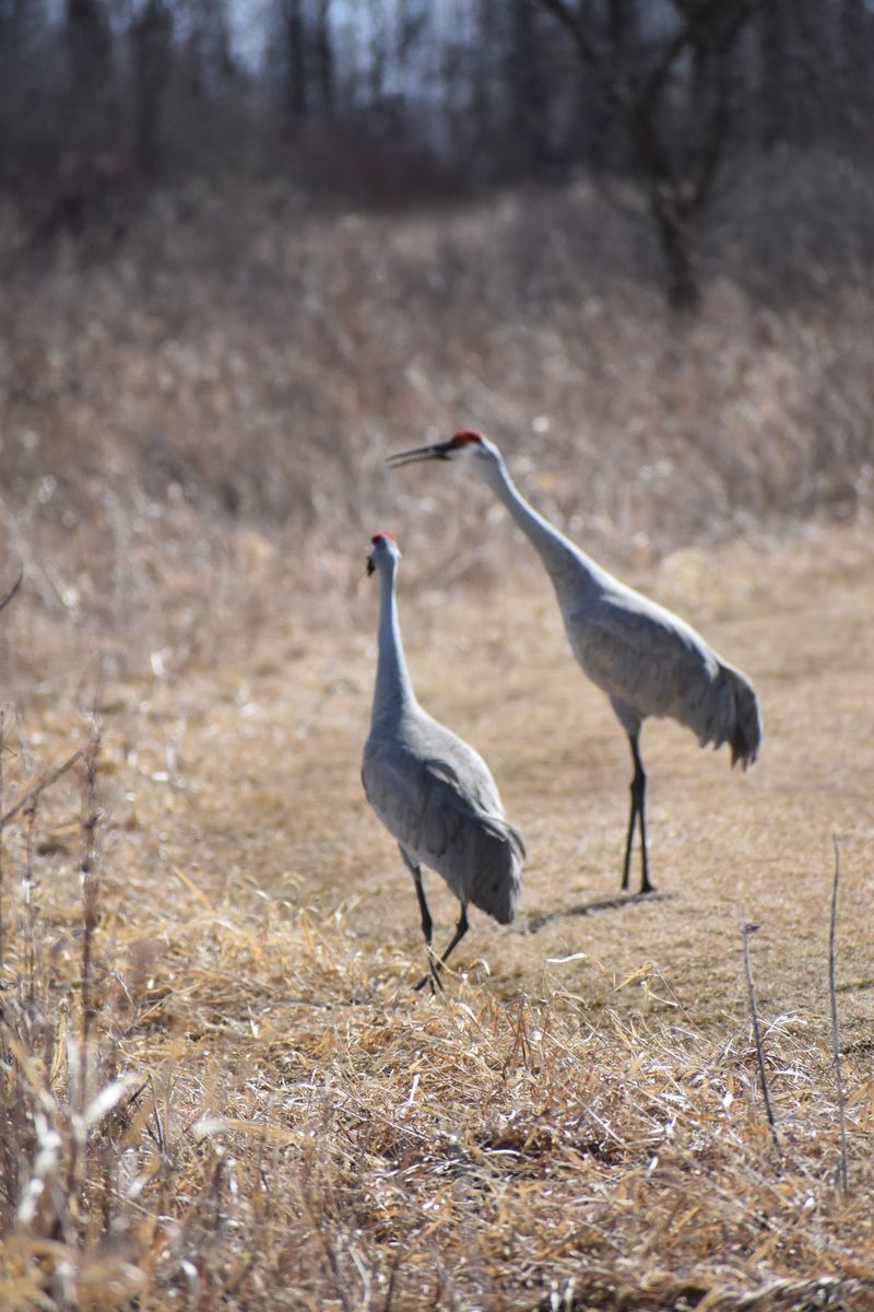 Horicon Marsh, Horicon, Dodge County,