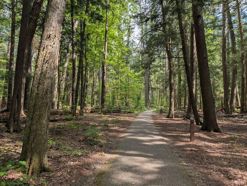 Towering Pines and Deep Stillness in Grayling