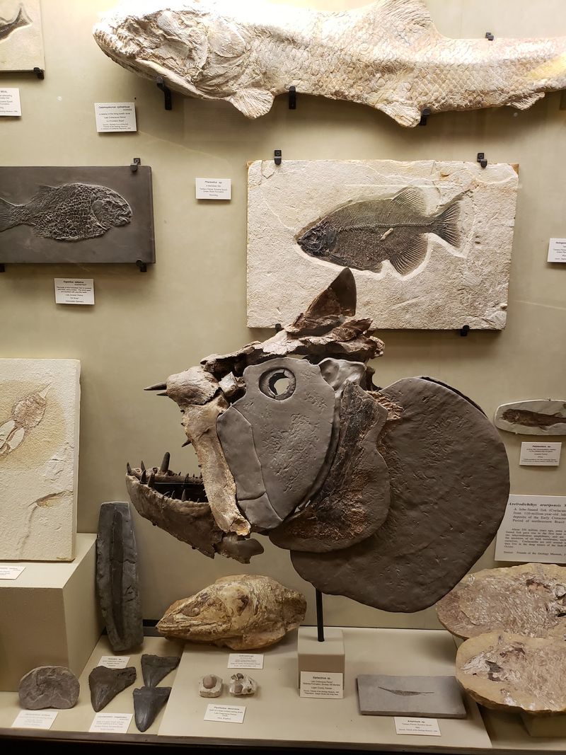 A Campus Hall Full of Ancient Life