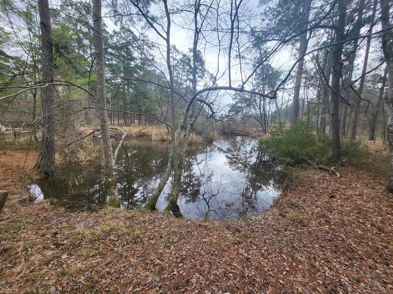 Davy Crockett National Forest - Ratcliff