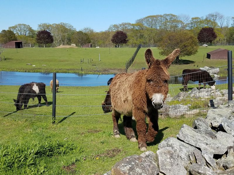 A Drive-Through Safari Unlike Anywhere Else in Connecticut
