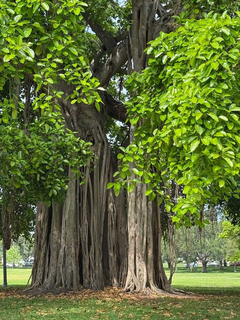 Boyd Hill Nature Preserve, St. Petersburg, Pinellas County